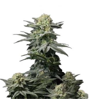 GG4 Sherbet FF - картинка 1