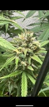 Exodus Cheese - картинка 6