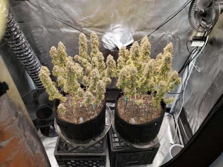 Cream Cookies Auto - картинка 5