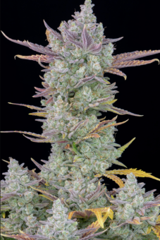 Gorilla Cookies Auto - картинка 8