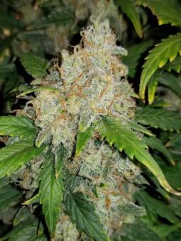 Zkittlez Auto - картинка 6