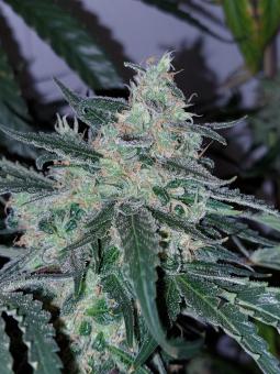 Big Bud Auto - картинка 3