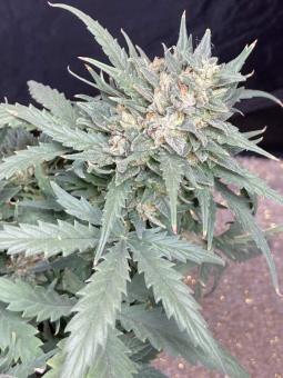 Fast Bud #2 Auto - картинка 3