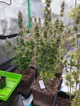 Blueberry Auto - картинка 6
