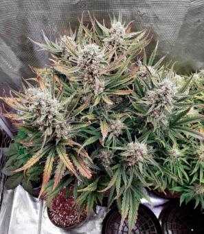 Wedding Glue Auto - картинка 3