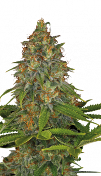 Strawberry AK