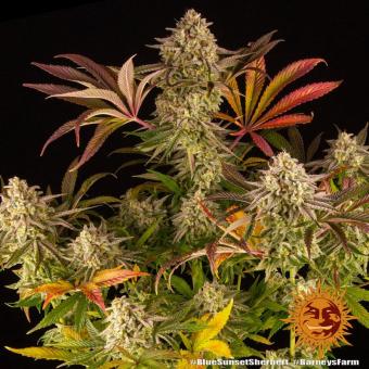 Blue Sunset Sherbert - картинка 8