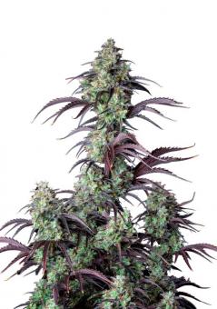 Mimosa Cake Auto - картинка 4
