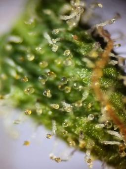 Jack Herer Auto - картинка 5