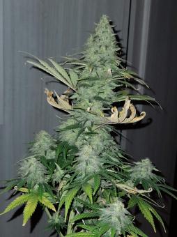 Critical Sensi Star - картинка 2
