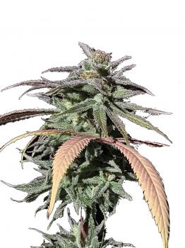 Raspberry Cough Auto