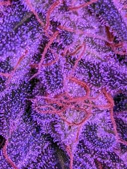 Royal Cookies Auto - картинка 4