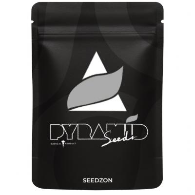 Tutankhamon x Gorila Glue