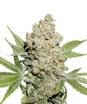 Auto Lemon Kix - картинка 1