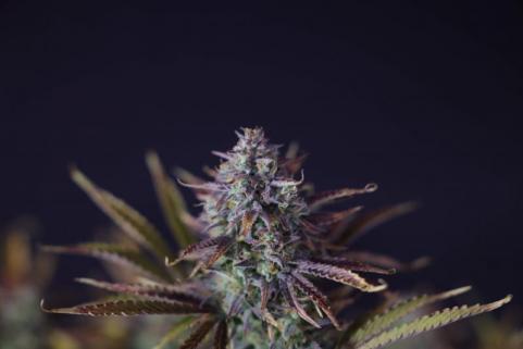 King's Juice Auto - картинка 4