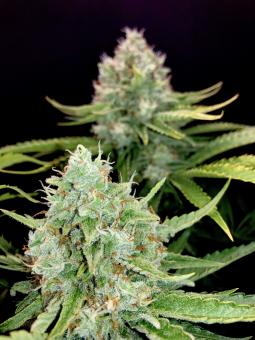 Royal Cookies Auto - картинка 5