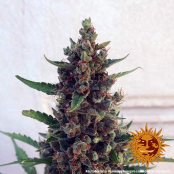 Pineapple Express auto - картинка 2