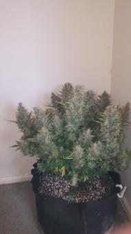 Big Bud Auto - картинка 3