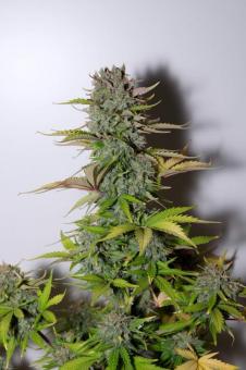 G14 Auto - картинка 2