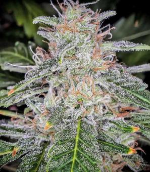Blue Dream Auto - картинка 5