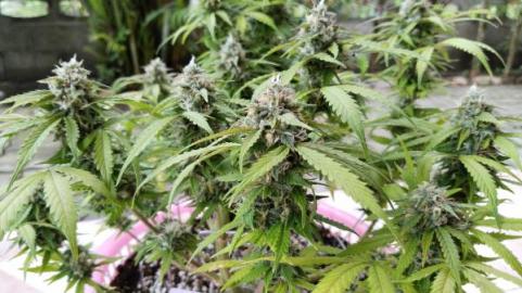 Auto Big Joy genetics - картинка 2