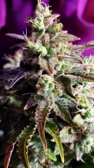 Skunk Auto - картинка 1