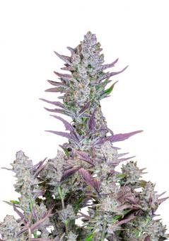 Wedding Glue Auto - картинка 6