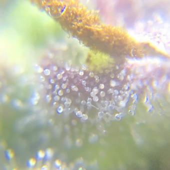 White Widow Auto - картинка 1