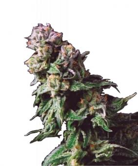 Purple Urkle - картинка 1