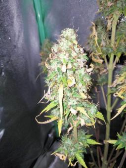 Critical Jack Herer Auto - картинка 2