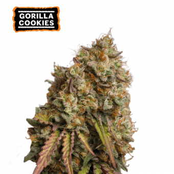 Gorilla Cookies - картинка 1