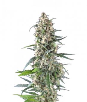 Amnesia Gold - картинка 1