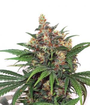 Master Kush Auto