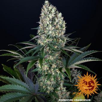 Blueberry OG - картинка 4