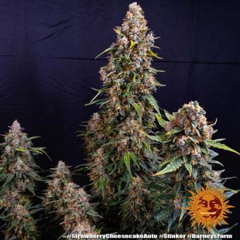 Strawberry Cheesecake Auto - картинка 7