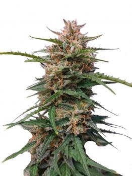 Original Glue Auto