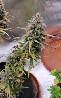 Purple Punch OG XL Auto® - картинка 4