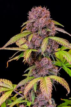 Lemon Cherry Cookies Auto - картинка 3