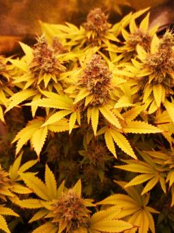 Original Glue Auto - картинка 3