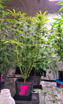 King's Kush - картинка 4
