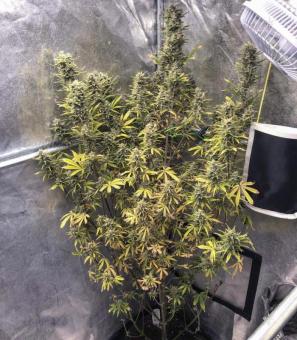 Auto Glueberry O.G. - картинка 2