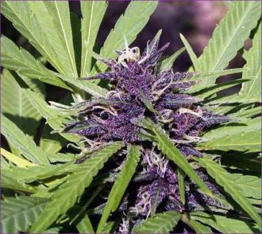 Purple #1 - картинка 2