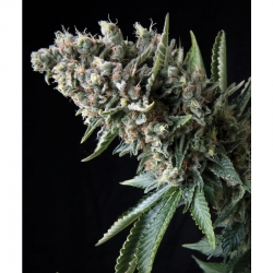 Auto Nefertiti - картинка 3