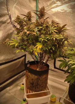 Orange Sherbet Auto - картинка 3