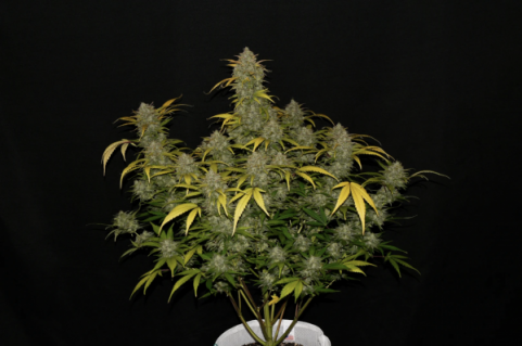 Gelato Auto - картинка 11