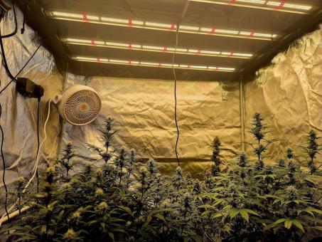 Auto Cookies USA - картинка 4
