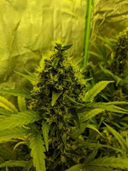 Girl Scout Cookies Auto - картинка 10