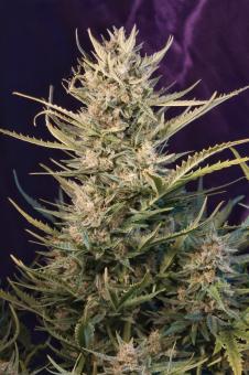 Green Poison Auto - картинка 7