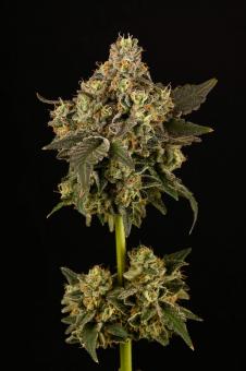 Apollo Black Cherry - картинка 5