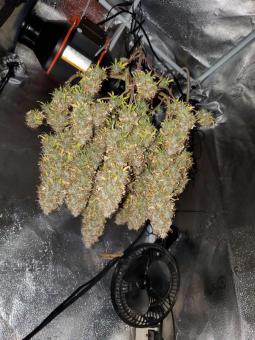Cream Cookies Auto - картинка 6